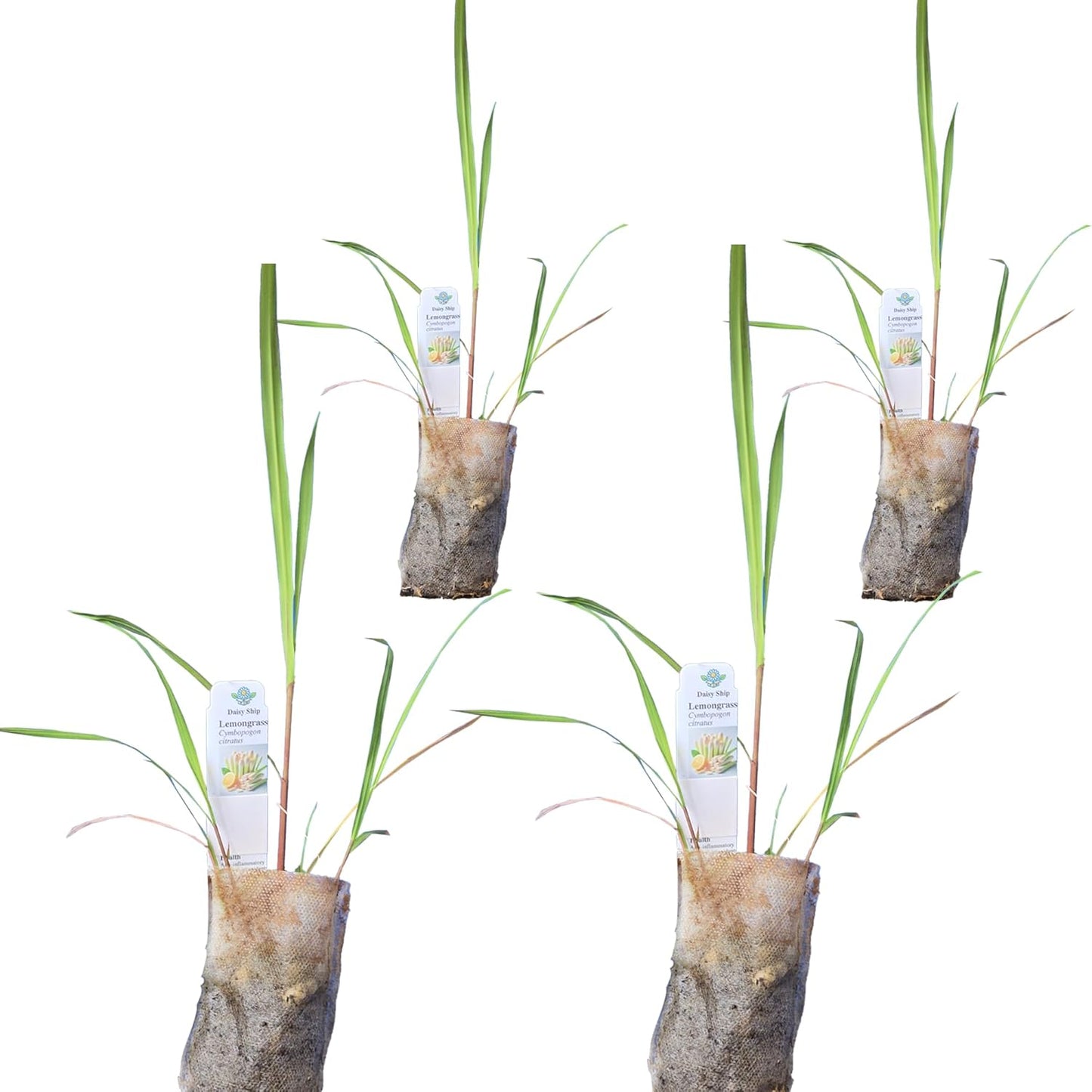 Lemongrass - Cymbopogon citratus. Live Plant. Fragrant, Fresh, Edible. Easy Grow. Indoor/Outdoor. (4 Lemongrass in Sac)