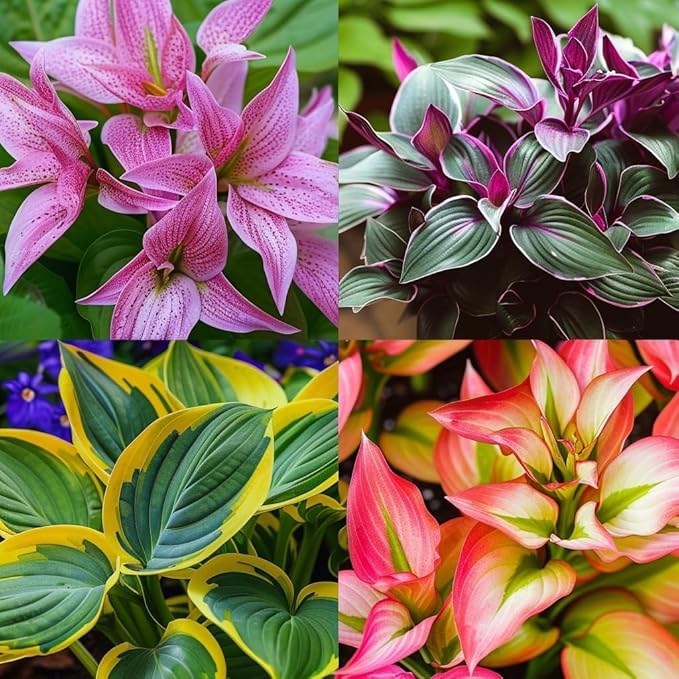 Hosta Mix Plant Seeds for Planting | Shade-Loving Perennial | Ideal for Borders, Garden Beds, and Containers (Pack of 100 Seeds)