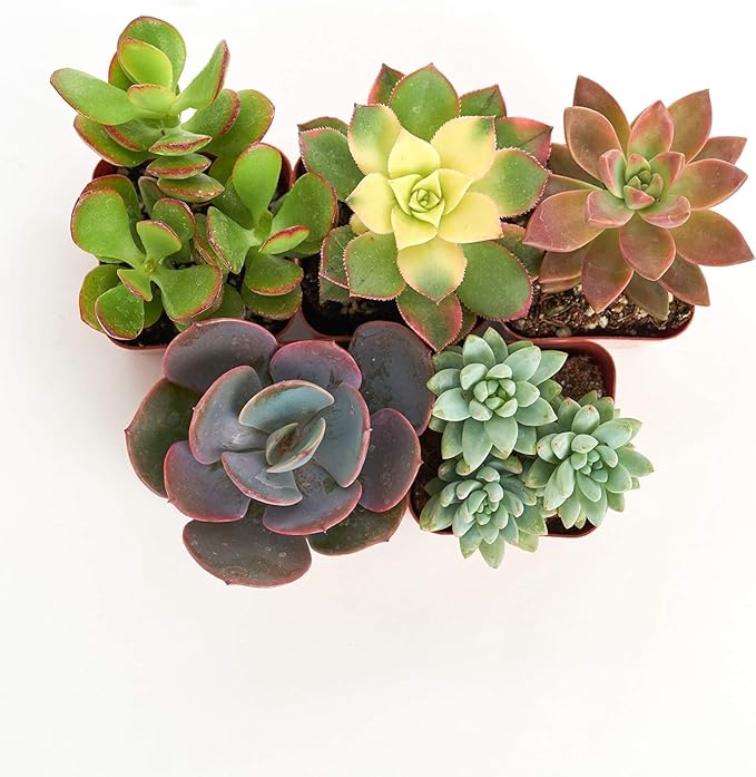 Shop Succulents Unique Succulent Plant Pack Collection - Live Mini Succulent Plants, Low Maintenance, Exceptional Colors & Textures - Wedding and Party Favors, Gift & Garden, Pack of 5