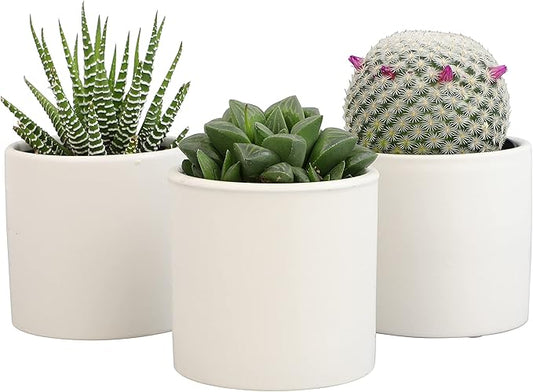 Plants for Pets Live Low Light House Plants in Ceramic Succulent Pots (3 Pack), Gasteria Succulent Plant and Cactus Plants Live with Potting Soil, Haworthia Succulents for Indoor Growing Home Décor
