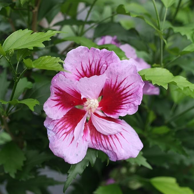 2 Gallon Proven Winners Hibiscus Purple Pillar Shrub