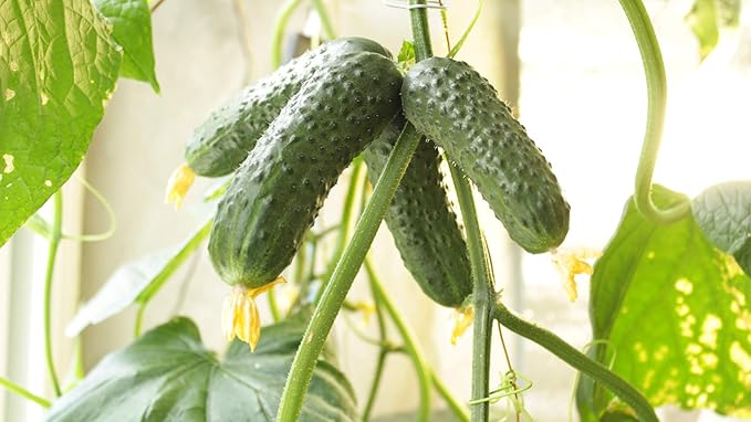 Seeds Vegetable Indoor Cucumber F1 Self-Pollinating All Seasons Vine Plant for Pickling - 10 Seeds