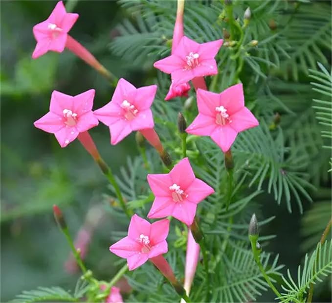 Garden Plant Seed Flower Seed Ipomoea Quamoclit Seeds 100+ Cypress Vine Red Quamoclit Flower Climbing Annual Garden Heirloom