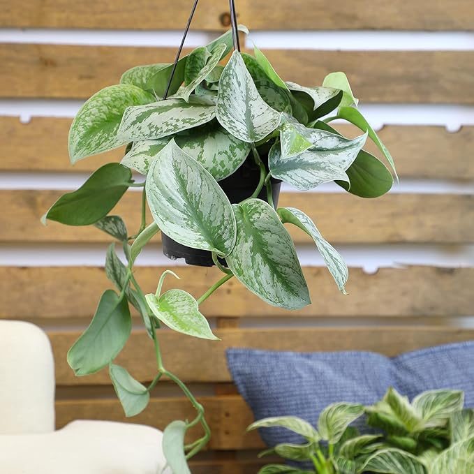 Silver Satin Pothos Plant Live Plant Hanging Basket, Silver Pothos Hanging Plant Live House Plants Indoors, Real Plants Indoor Live Plants Indoor Plants Live Houseplants Live Indoor by Plants for Pets