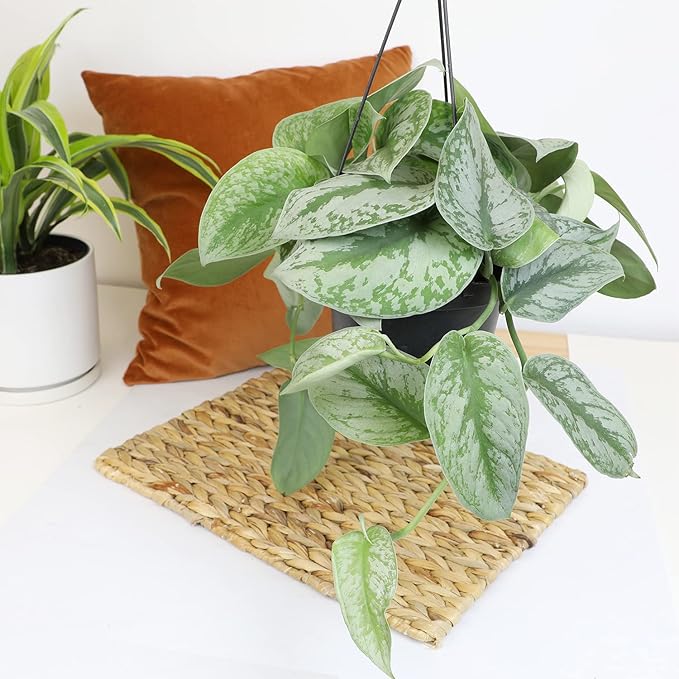 Silver Satin Pothos Plant Live Plant Hanging Basket, Silver Pothos Hanging Plant Live House Plants Indoors, Real Plants Indoor Live Plants Indoor Plants Live Houseplants Live Indoor by Plants for Pets