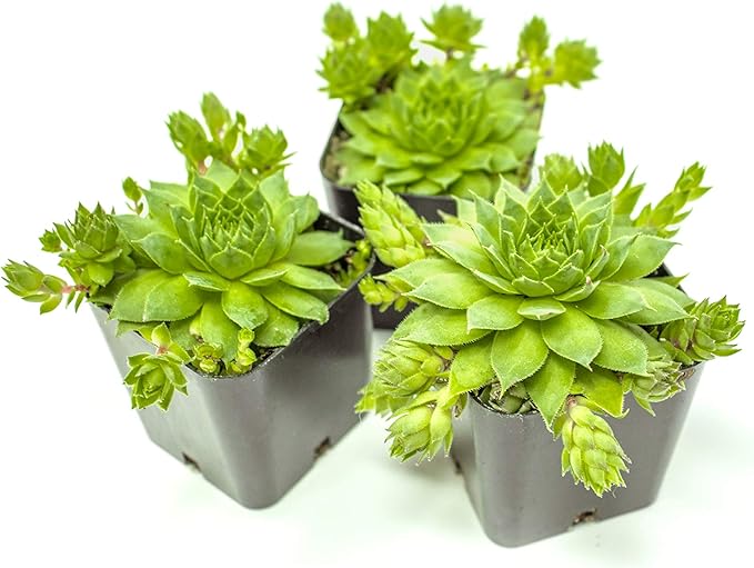 Sempervivum Succulents Plants Live Indoor Plants (3PK), Sempervivum Plants Live Houseplants, Hen and Chicks Live Plants Indoor House Plants, Rosette Succulent Plants in Plant Pots by Plants for Pets