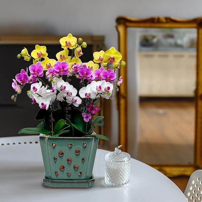 W&W Orchid Pot with Holes and Saucer for Repotting, Green, 7 Inches