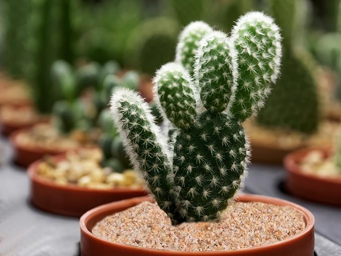 1-3mm Fine Silica Sand, Boniosz 2.4lb Horticultural Sand Potting Sand Soil for Plants, Aquariums, Fire Pits, Terrariums, Bonsai Succulent Cactus & Garden Sand Grit - Gardening Landscape Rocks