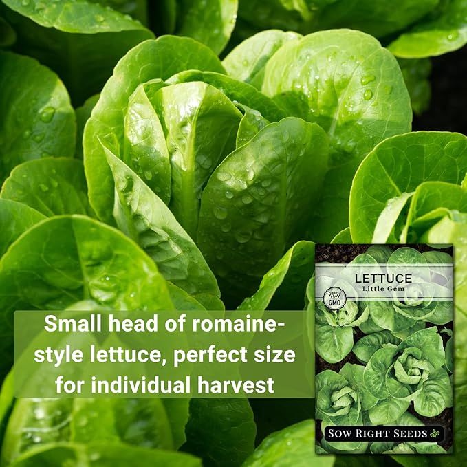 Sow Right Seeds - Little Gem Lettuce Seeds for Planting - Non-GMO Heirloom Packet with Instructions to Plant a Home Vegetable Garden - Outdoors or Indoors Hydroponics - Miniature Romaine Variety (2)