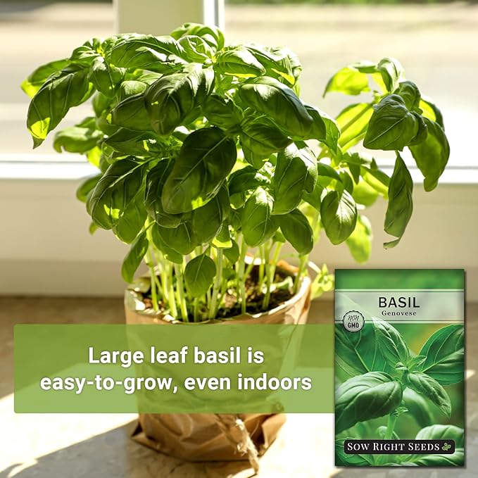 Sow Right Seeds - Genovese Sweet Basil Seed for Planting - Non-GMO Heirloom Packet with Instructions to Plant and Grow a Kitchen Herb Garden - Indoors or Outdoor - Great for Hydroponic Gardening (4)