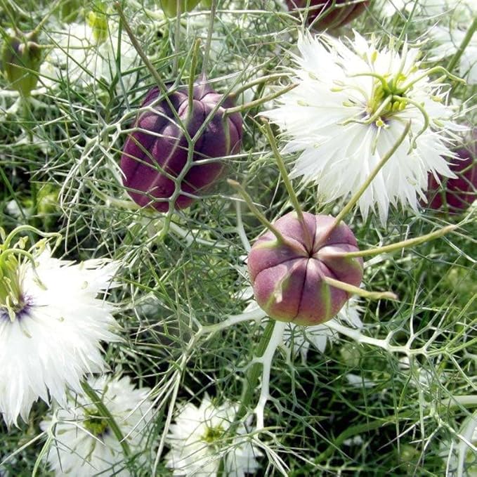Outsidepride 2000 Seeds Annual Nigella White Love-in-a-Mist Flower Seeds for Planting