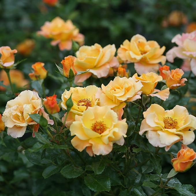Proven Winners 2 Gallon Sunorita Rose