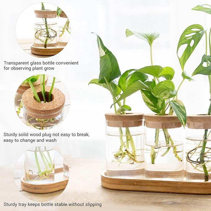 Dahey Plant Propagation Terrarium Desktop Glass Planter Station Water Planting Glass Vase with Lid and Wooden Stand for Propagating Hydroponic Plants Centerpiece Office Home Garden Decor, 3 Pcs