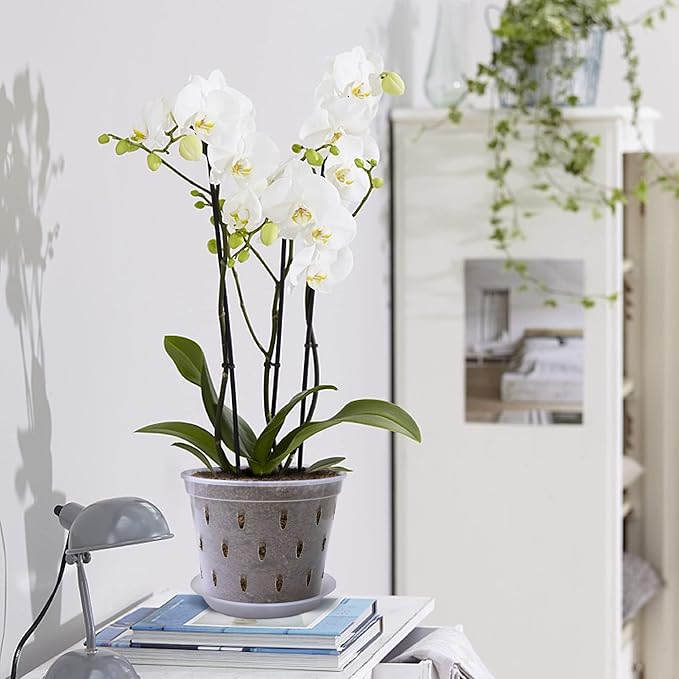 Orchid Pot, 7 Inch 8 Pack Orchid Pots with Holes and Saucers, Clear Plastic Plant Pot Indoor