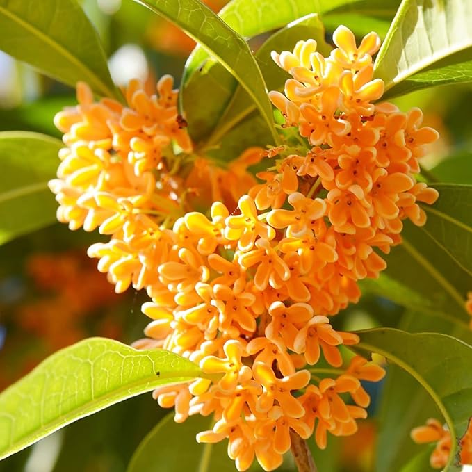 Osmanthus Fragrans Seeds Fragrant Olive, Sweet Olive Hardy Evergreen Shrub Drought Tolerant Hedges Screens Specimen Plants Containers Outdoor 20Pcs Flower Seeds by YEGAOL Garden