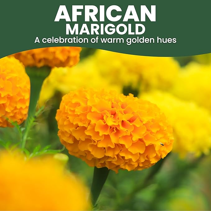 African Marigold Crackerjack - Large 1 Ounce Packet - 10,000 Flower Seeds for Planting - Tagetes erecta