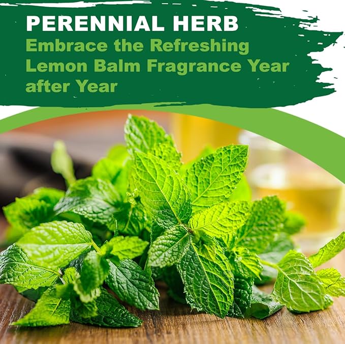 TKE Farms & Gardens - Lemon Balm Seeds for Planting, 250Mg, 300+ Heirloom, Non-GMO Seeds, Instructions Included to Grow This Fragrant Medicinal Herb, Melissa officinalis, Qty 1