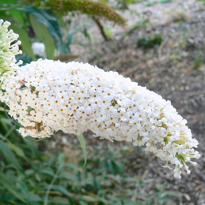White Butterfly Bush Seeds Buddleia Davidii Perennial Deciduous Shrub Attracts Butterflies Low Maintenance Fast Growing Patio Bed Outdoor 50Pcs Flower Seeds by YEGAOL Garden
