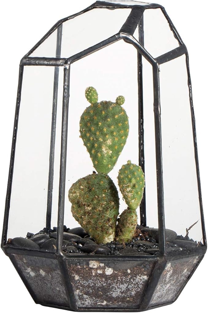 NCYP Small Geometric Terrarium - 4.1" x 3.5" x 5.9" Miniature Irregular Glass Terrarium Planter for Succulent Air Plants - Tabletop Garden Display Container, Black (No Plants, No Door)