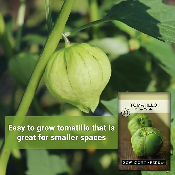 Sow Right Seeds - Toma Verde Tomatillo Seeds for Planting - Non-GMO Heirloom Packet with Instructions to Plant a Home Vegetable Garden - Mexican Husk Tomato - Ground Cherries Great for Salsa (3)