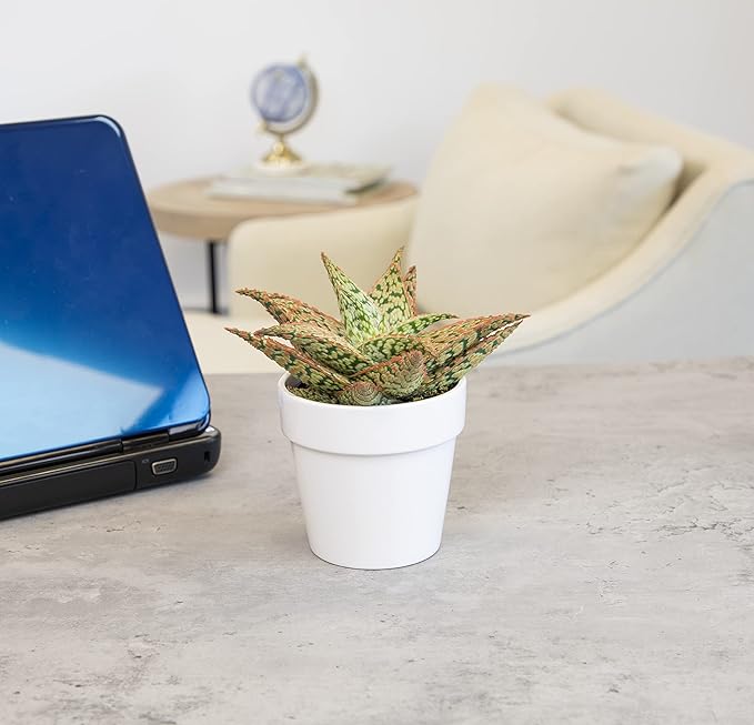 Live Aloe Plant Succulents, Star Aloe Plants Live with White Planter, Succulents Plants Live in Potting Soil Mix, Potted Succulents Live Plants, Cactus Plants Live Succulent Plants by Plants for Pets