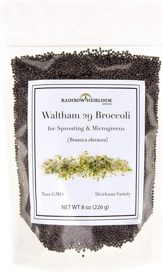 Broccoli Seeds for Sprouting & Microgreens | Waltham 29 Variety | Non GMO & Heirloom Seeds | 8 oz Resealable Bag | Rainbow Heirloom Seed Co.