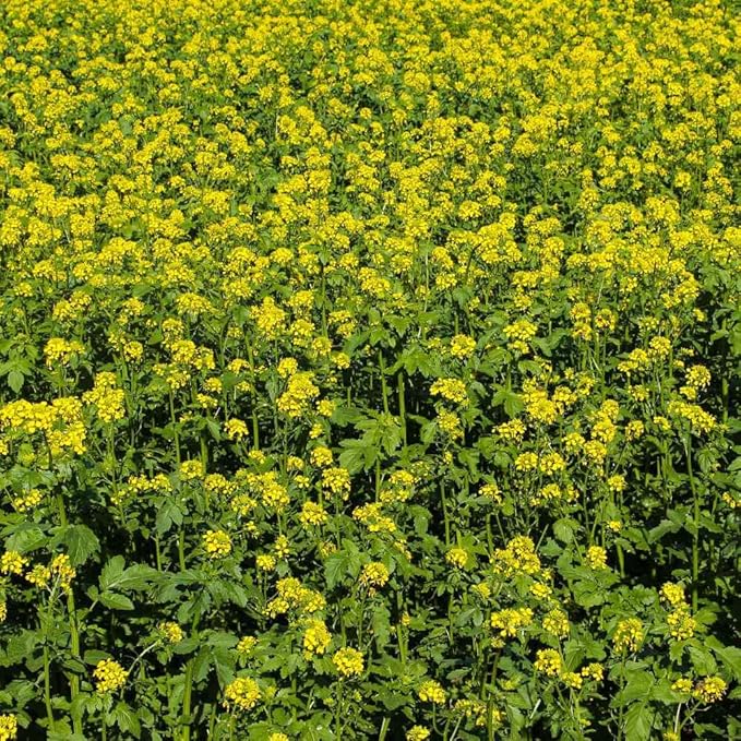 Outsidepride 10 lb. Seeds Annual White Mustard Cover Crop Seed for Planting