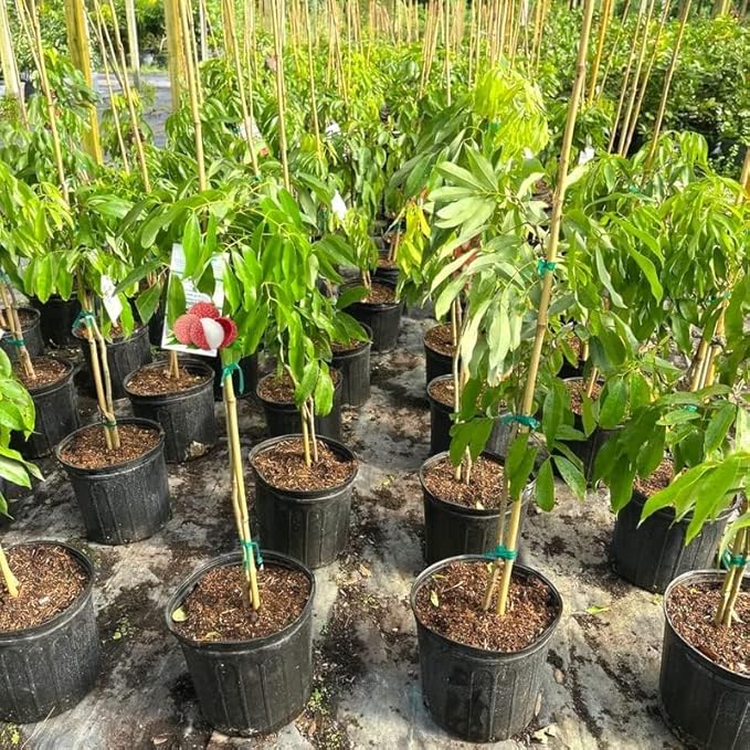 Premium Lychee Potting Soil Mix - Perfect Balance of Nutrients, Drainage, and Aeration for Thriving Lychee Trees - 5 Quart
