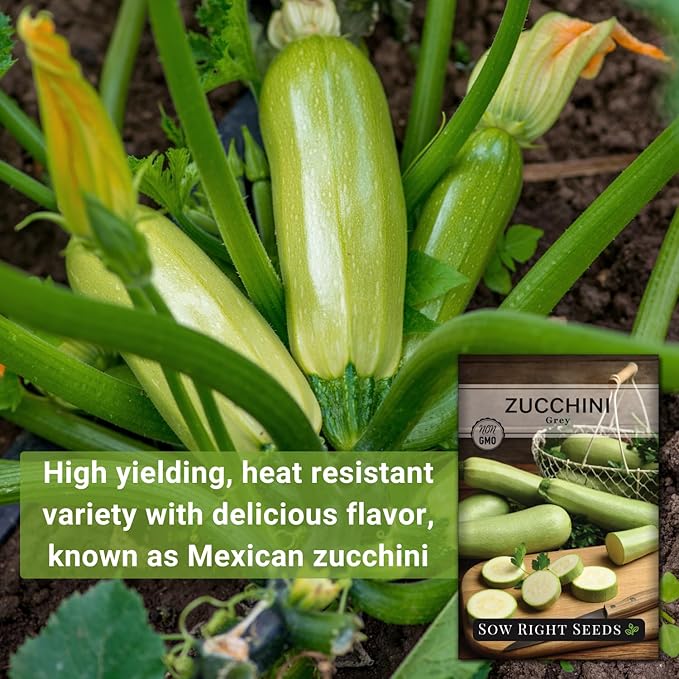 Sow Right Seeds - Grey Zucchini Seed for Planting - Non-GMO Heirloom Packet with Instructions to Plant a Home Vegetable Garden - Vigorous Summer Squash - Mexican Zucchini Good for Large Containers (2)