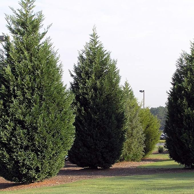 2.25 Gallon Cypress Leyland Shrub