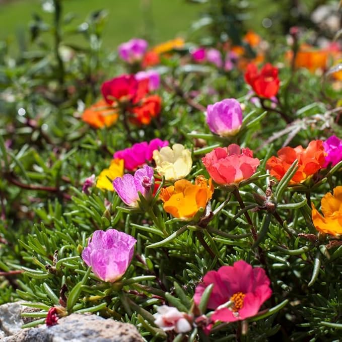 10000 Mixed Moss Rose Seeds - HOA Mười Giờ - AKA. Portulaca Grandiflora Mix, Moss-Rose Purslane, Eleven O'clock, Mexican Rose, Sun Rose, Rock Rose, Heat & Drought Tolerant 2 Grams
