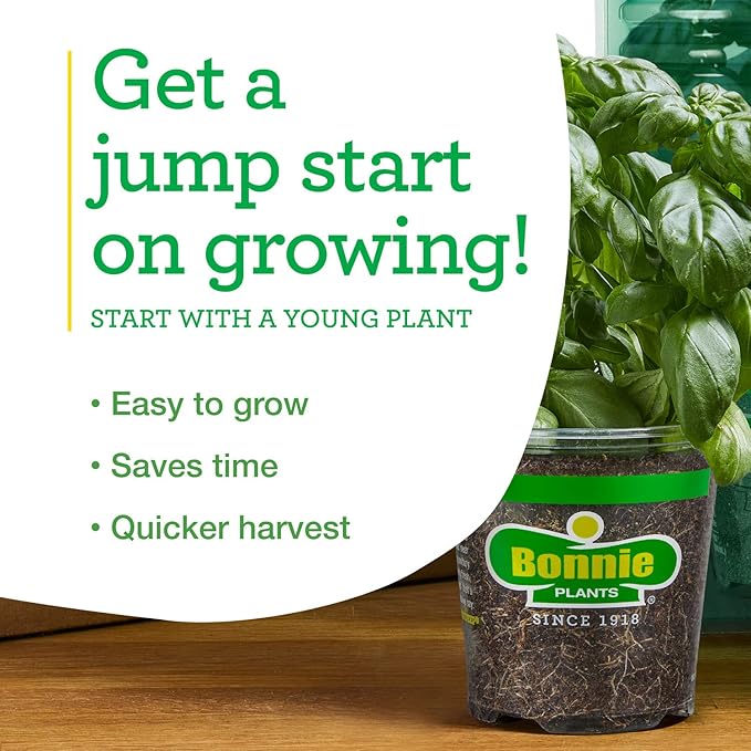 Bonnie Plants Serrano Pepper 19.3 oz. 4 Pack