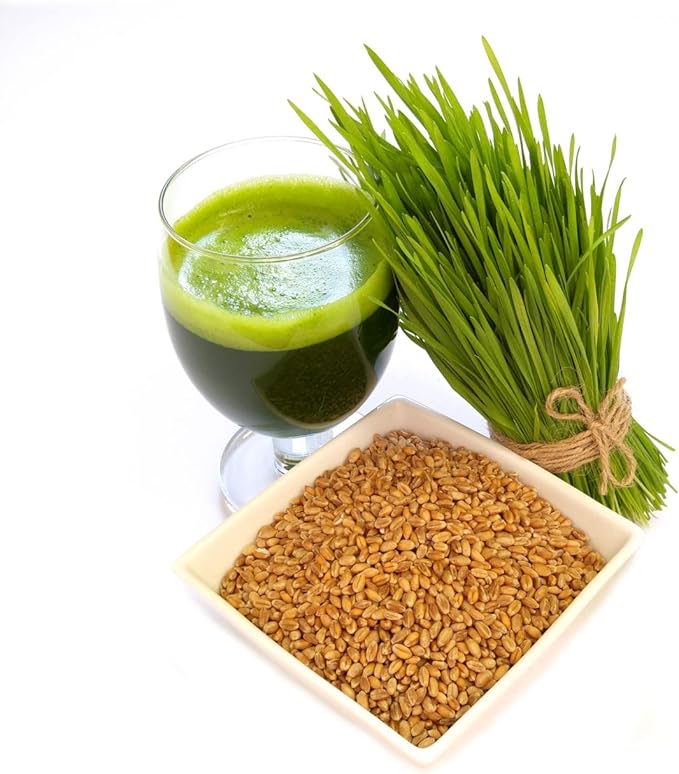 Todd's Seeds - 1 Pound of Wheatgrass Seeds - Non GMO Sprouting Seeds - Grind Into Whole Wheat Flour - Pet Grass - Cat Grass for Indoor Cats - Wheat Grass Seeds