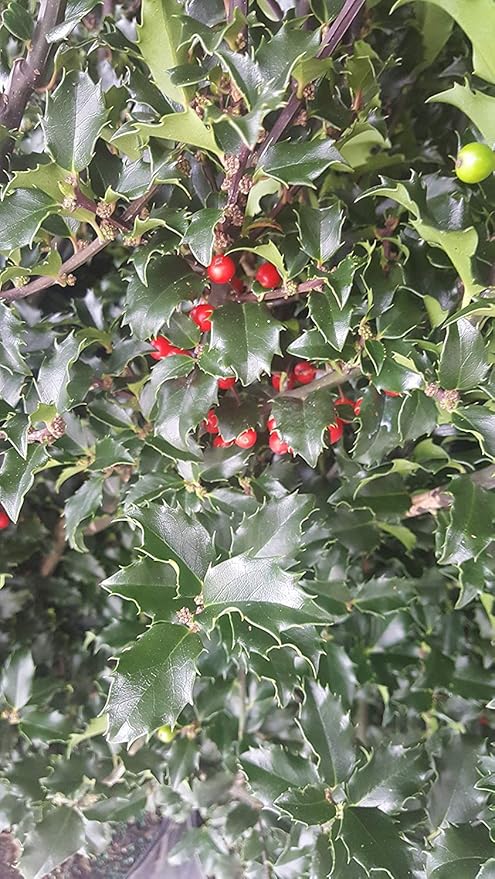 Ilex X meserveae 'Blue Princess' (Blue Holly) Evergreen, #2 - Size Container