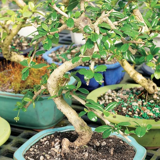 Brussel's Bonsai CT0116FT, Fukien Tea Indoor Bonsai Tree, SMALL