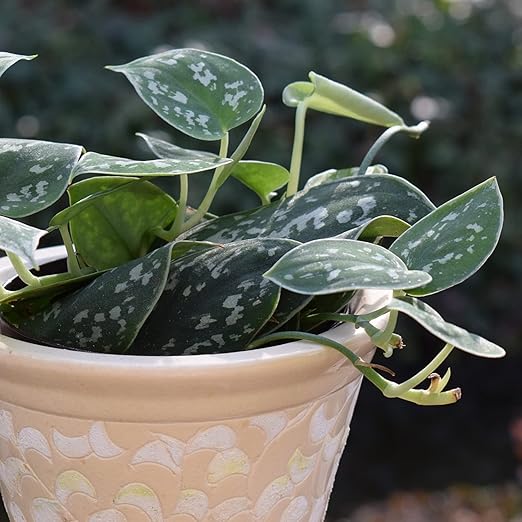 Professional Liquid Pothos Plant Fertilizer | 3-1-2 Concentrate for Epipremnums and Houseplants | Multi-Purpose Blend & Gardening Supplies | 8 oz Bottle