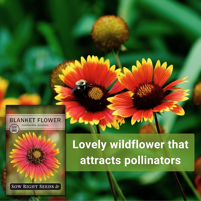Sow Right Seeds - Blanket Flower Seeds for Planting - Non-GMO Heirloom Seeds Packet with Instructions to Plant Your Garden - Perennial Indian Gaillardia - Grow Native Gardens, Add a Color Bonanza (2)