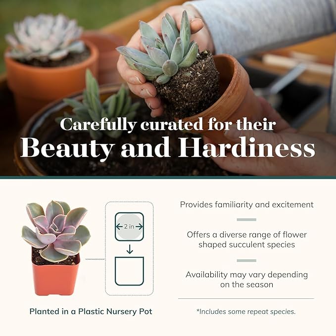Shop Succulents Rosette Succulent Plant Pack Collection - Live Mini Succulent Plants, Low Maintenance, Floral Shaped Mix of Colors & Textures - Wedding and Party Favors, Gift & Garden, Pack of 256
