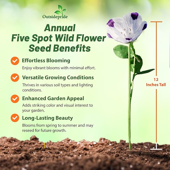 Outsidepride 1000 Seeds Annual Nemophila Five Spot Wild Flower Seeds for Planting
