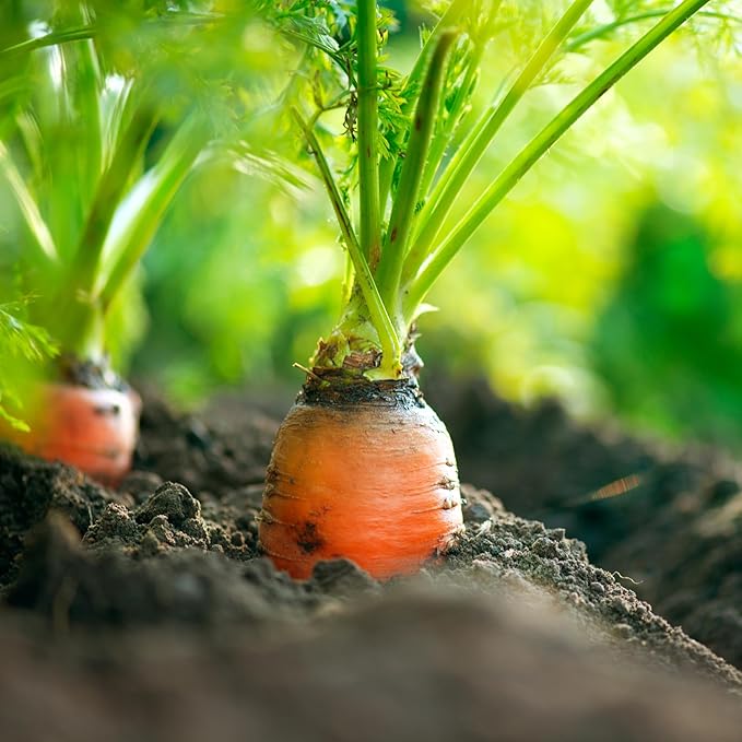 Tendersweet Carrot Seeds for Planting, Over 2,900 Seeds for Growing Indoors or Outdoors - Non-GMO, Heirloom – Woods Creek Seeds