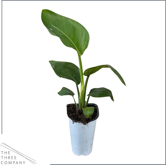 Bird of Paradise - Live Accent Plant (2 Per Pack), White - 12" Tall by 5" Wide in 1 Qt Pot