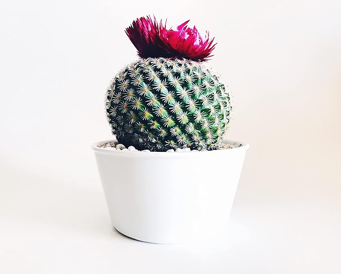 Calcined Clay for Bonsai, Succulent, Cactus | 2 Quarts Bag | 1/8” Particle Size | The Bonsai Supply