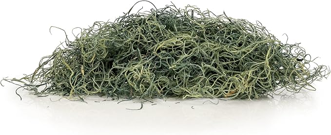 Premium Spanish Moss in Basil| Natural Preserved - Great Ground Cover - Filler for Potted Plants - by GARDENERA - 3 Quart Bag