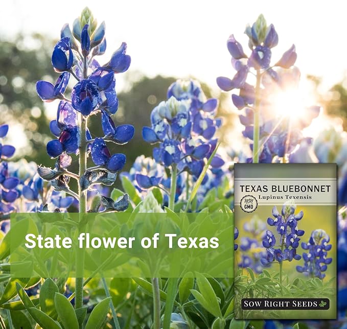 Sow Right Seeds - Texas Bluebonnet Seeds to Plant - Non-GMO Heirloom Seeds -Full Instructions for Planting - Beautiful Perennial Blue Blooms -Sweet Addition to Your Yard (1)