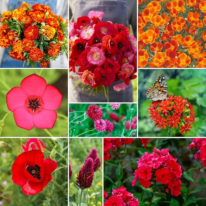 Eden Brothers Red Head Wildflower Mixed Seeds for Planting, 1 lb, 480,000+ Seeds with Maltese Cross, Scarlet Flax | Attracts Pollinators, Plant in Spring or Fall, Zones 3, 4, 5, 6, 7, 8, 9, 10