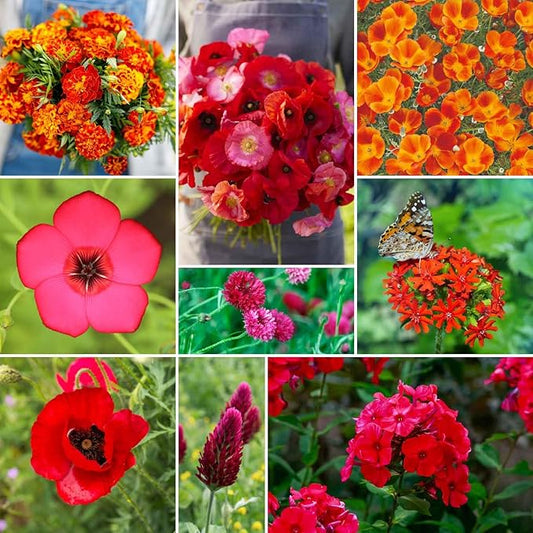 Eden Brothers Red Head Wildflower Mixed Seeds for Planting, 1/4 lb, 120,000+ Seeds with Maltese Cross, Scarlet Flax | Attracts Pollinators, Plant in Spring or Fall, Zones 3, 4, 5, 6, 7, 8, 9, 10