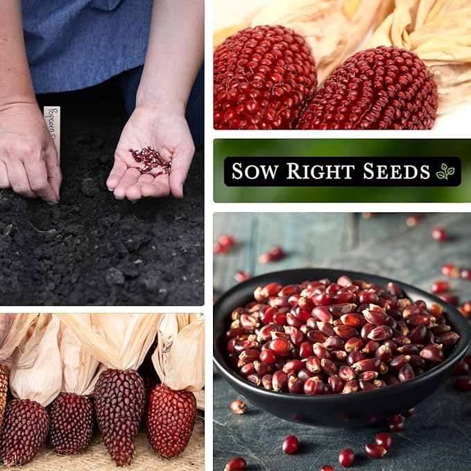 Sow Right Seeds - Strawberry Pop Corn Seed for Planting - Non-GMO Heirloom Packet with Instructions to Plant a Home Vegetable Garden - Grow Your Own Popping Kernels - Short Red Variety (2)