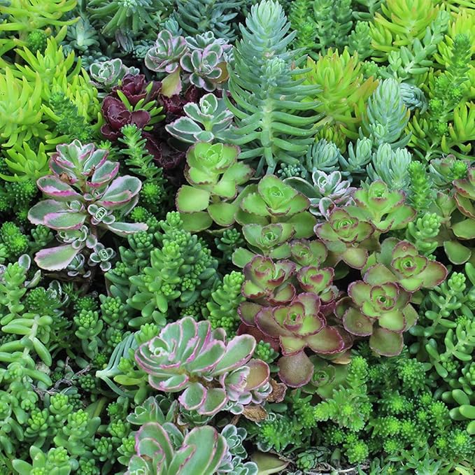 Sedum Tile, Live Sedum Succulent Planter, Stonecrop Plant Sedum Mat, Preplanted Succulent Sedum Carpet, Live Flowering Plants Sedum Planter, Sedum Plant Succulents Live Plant Wall by Plants for Pets