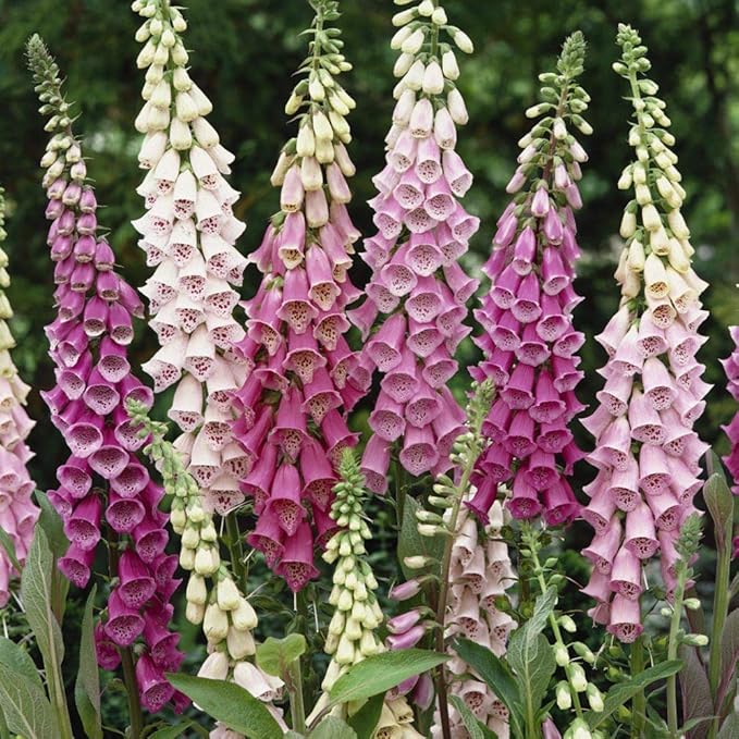 Outsidepride 10000 Seeds Biennial Digitalis Foxglove Gloxiniaeflora Flower Seed Mix for Planting