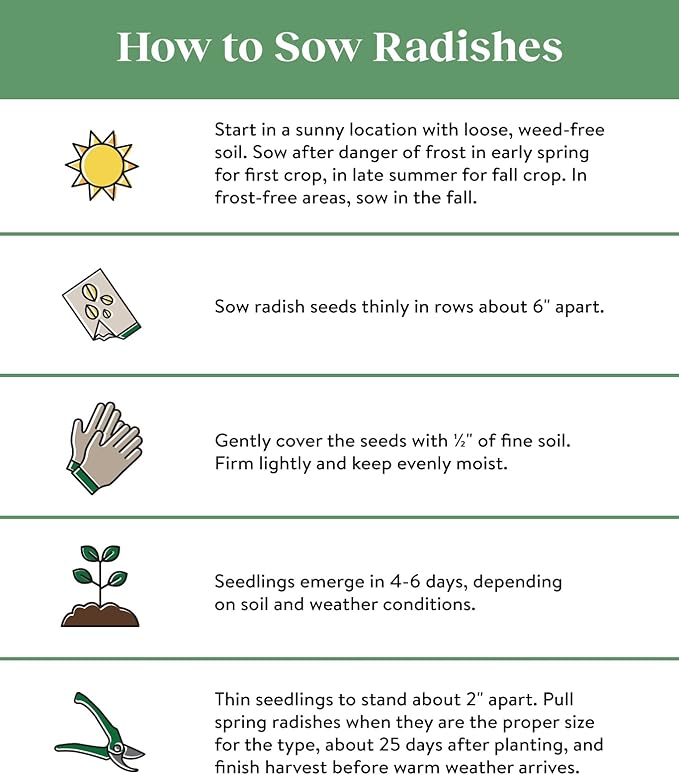 Burpee Cherry Belle Radish Seeds 1000 seeds